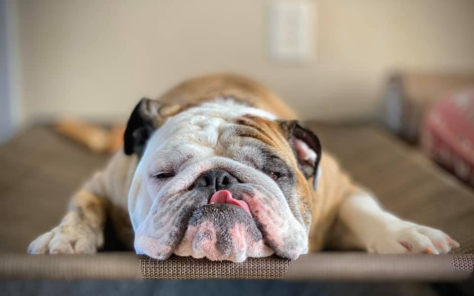How Mike Melnotte Built an Authentic Brand for Reuben the Bulldog